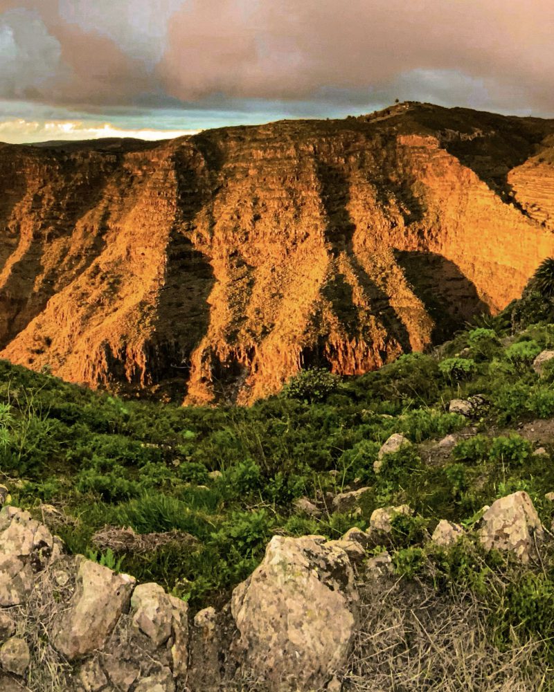 Flora autóctona de La Gomera