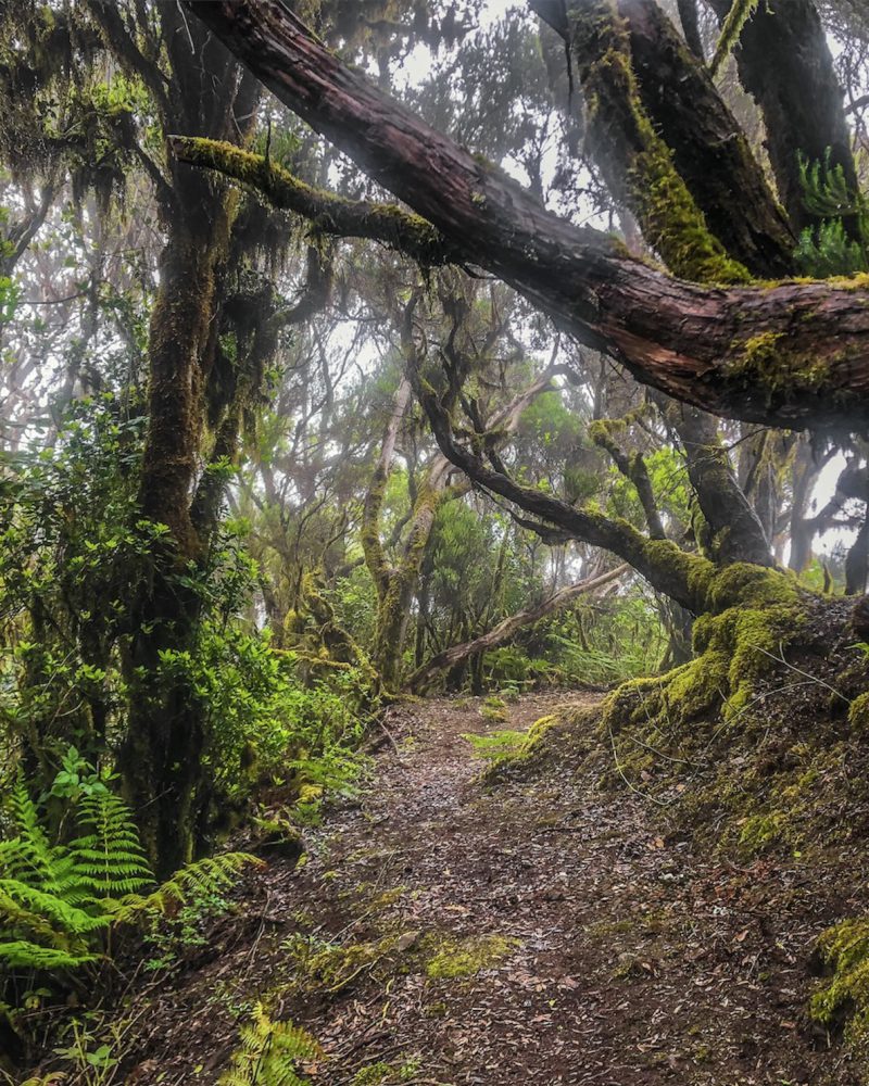 Bosque de laurisilva en el Parque Nacional de Garajonay