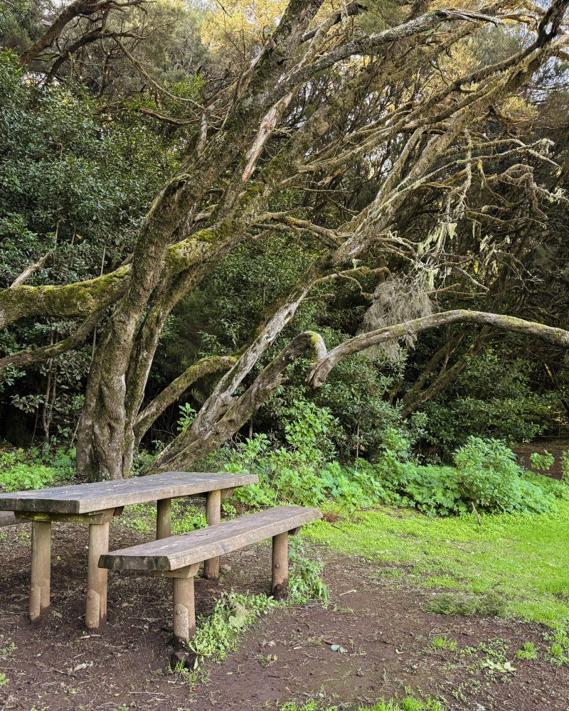 Vegetación densa del bosque de Garajonay