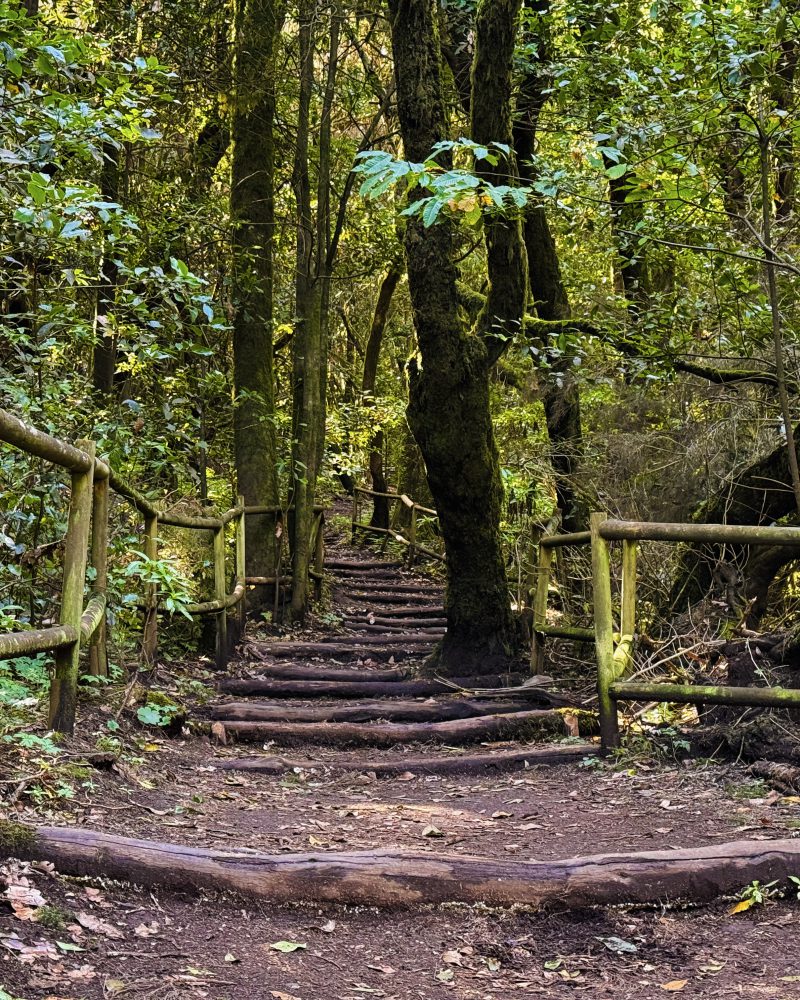 Helechos gigantes en Garajonay