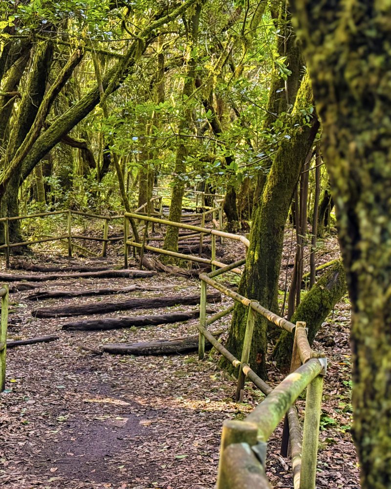 Troncos cubiertos de musgo en Garajonay