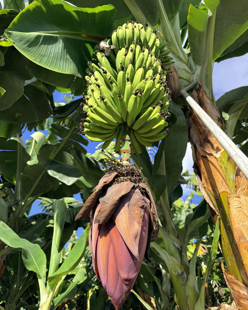 Información turística Vallehermoso